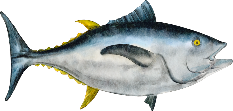 watercolor tuna